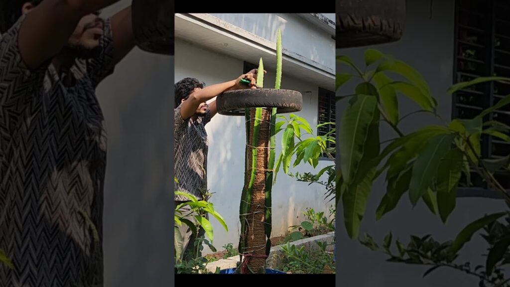 👆👆 dragon fruit pruning | dragon fruit | dragon fruit in drum