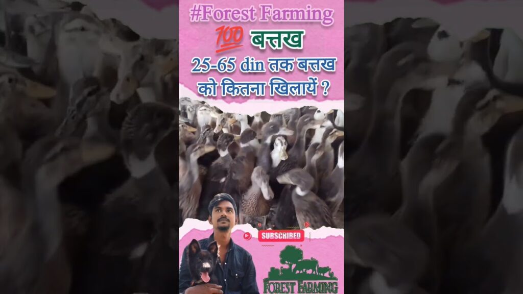 100 बत्तख को 25-65वे दिन तक कितना खिलाएं #forestfarming #duckfarming