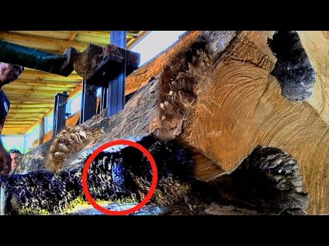 Deadly trap at sawmill || hollow log full of mysteries