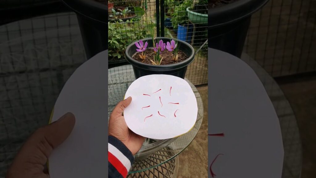Grow saffron/kesar at home #saffron #spice #mostexpensive #urbangardening #kesar #grow #plant