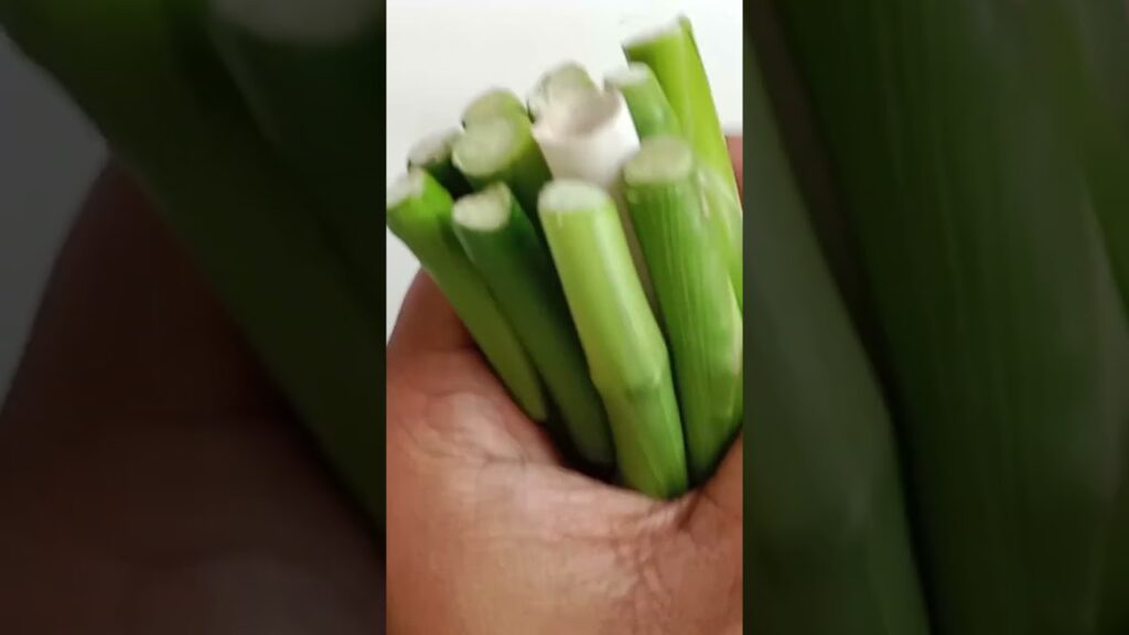 How lucky bamboo plant cutting grow at home  #mygarden@