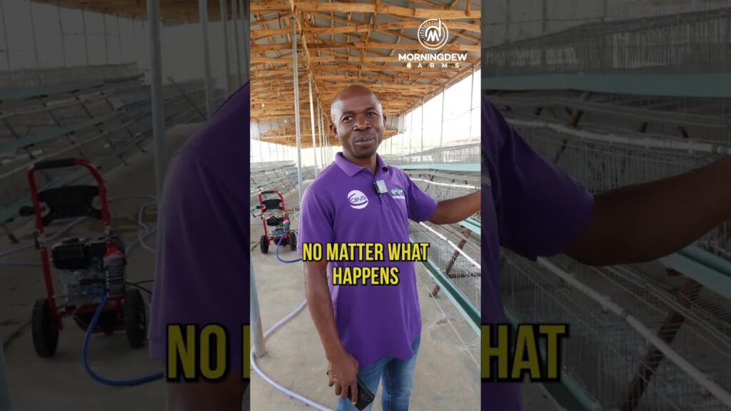 Is poultry farming a profitable business 🤑🫰🏽 || morning dew farms 🐥🍗🐔🐣 #shorts