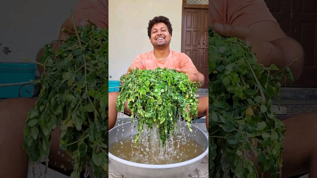 Moringa powder ghar pe bnane ka pura process #minivlog #dailyminivlog #minivlogseries #moringapowder