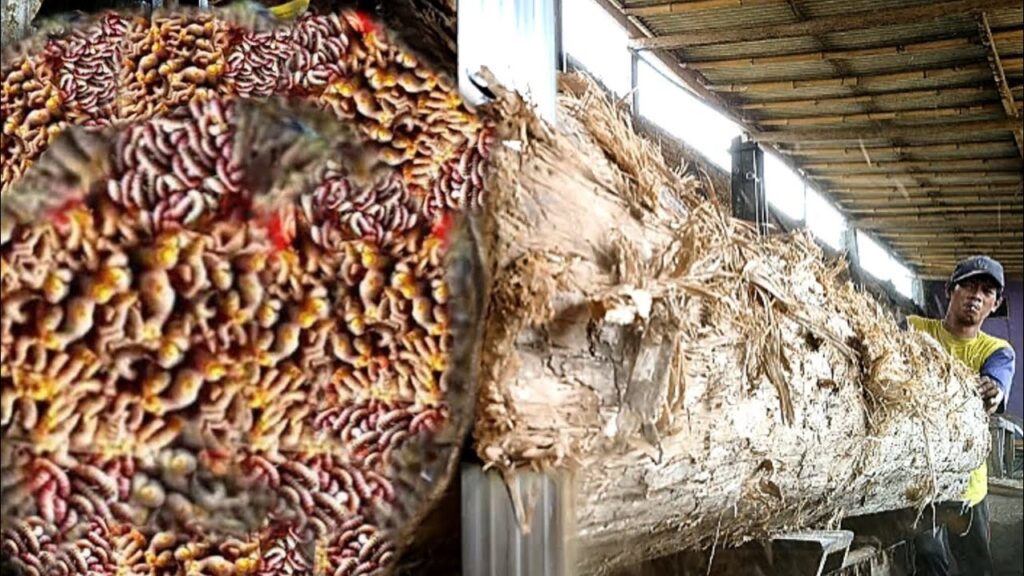 Shock, strange discovery while sawing old teak wood, look what the man found!