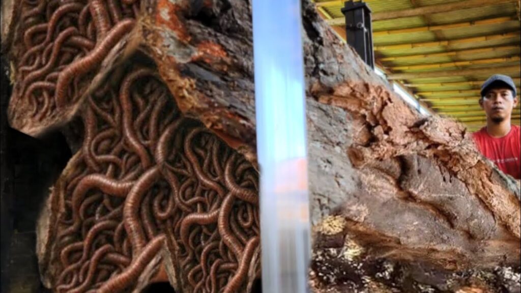 Shocking rotten jackfruit wood full of hideous lump at sawmill