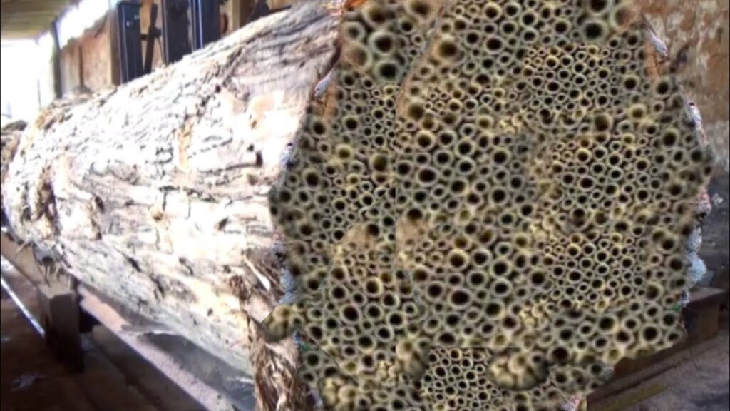 The horrific process at the sawmill cutting large,luxurious and expensive teak wood