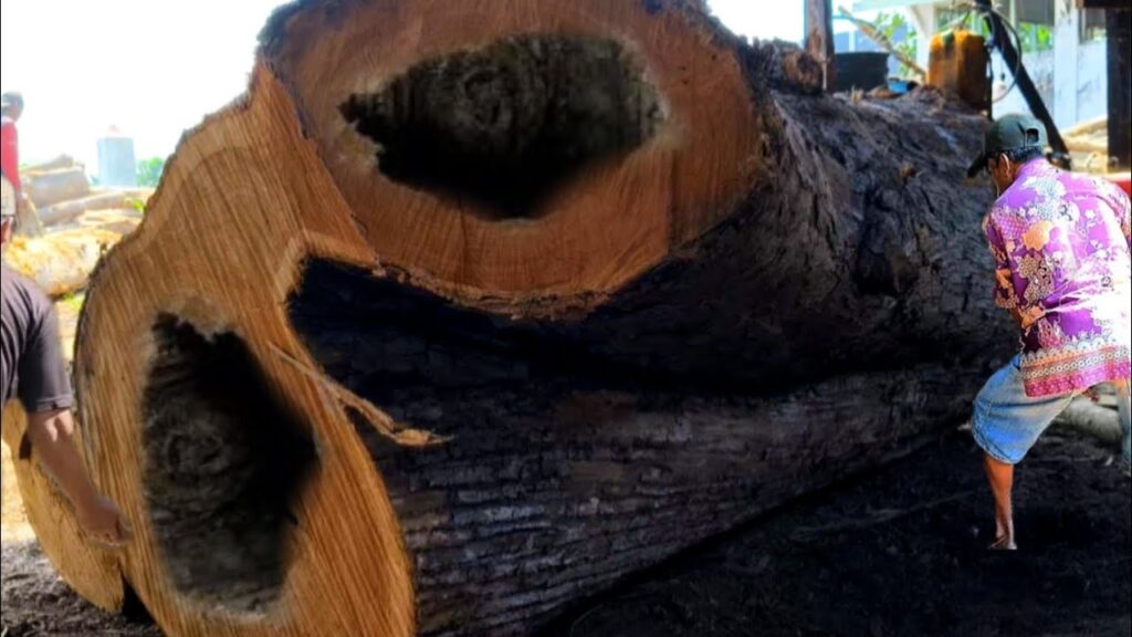 An amazing incident while sawing big teak wood holey