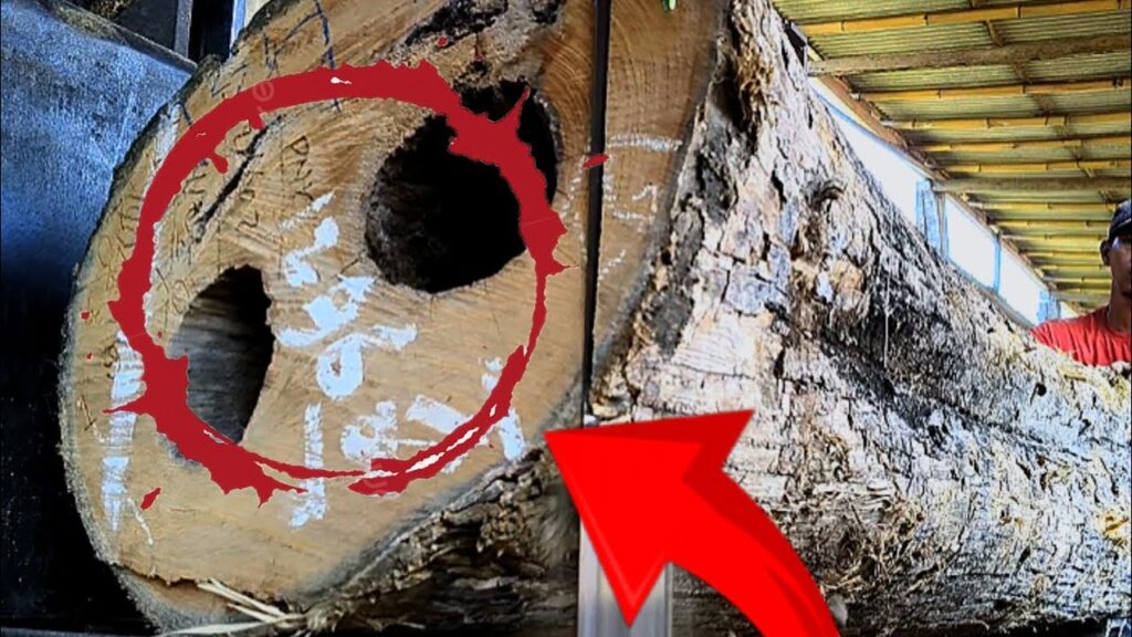 Surprising discovery in two hole out wood at sawmill