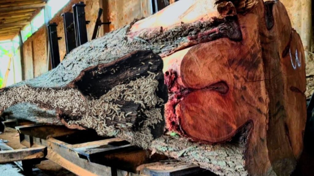 Amazing!! The large, ancient mahogany tree appeared to be infested with thousand termites