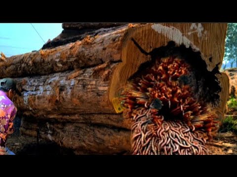 Dangerous process!! Sawing a large ancient teak tree in the sawmill