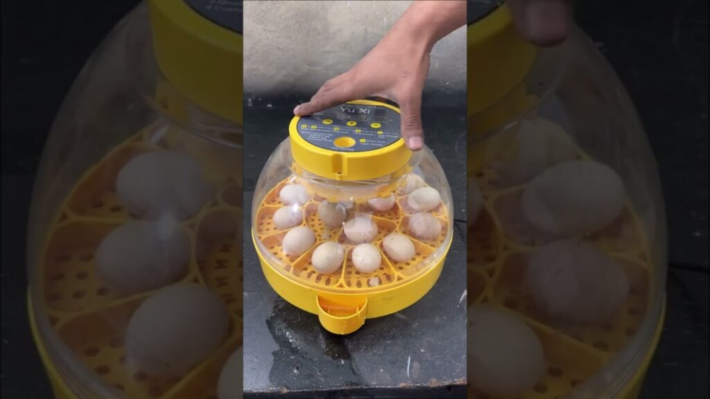 Fantastic ,16 eggs full automatic mini egg incubator