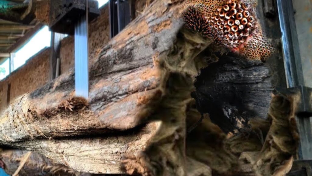 Hollow wood thought to be infested with venomous animals at sawmill
