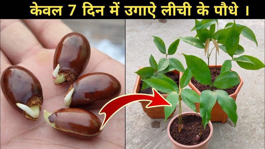 How to grow lychee plant from seeds. लीची को बीज से उगाऐ ।