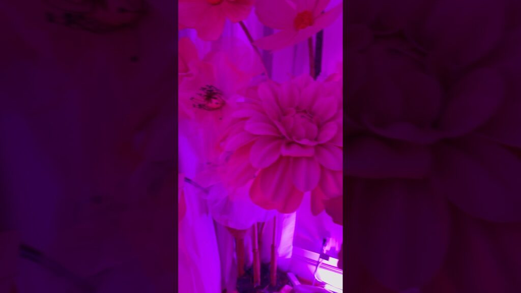 Lifestream from the most pink party! Sweet 21 birthday girl = 21 giant glower decor! 🎉🎉🎉