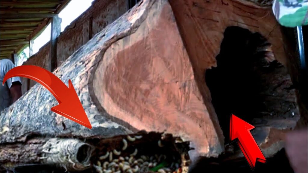 Shock, dangerous discovery while sawing old teak wood, see what the man found!