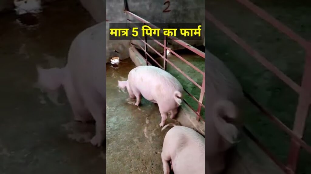 Small pig farm ll #pigfarming