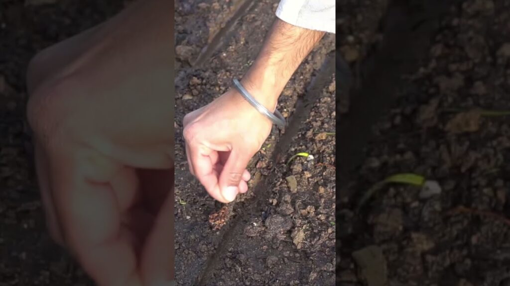 Sow carrot seeds this way to grow lots of carrots