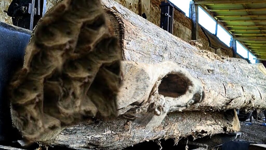 Strange and terrifying events! See what happened at the sawmill