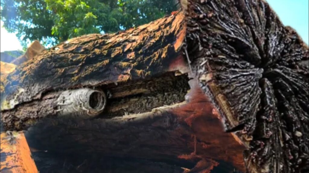 Strange and unexpected incident while sawing 15 meters of mahogany wood at sawmill