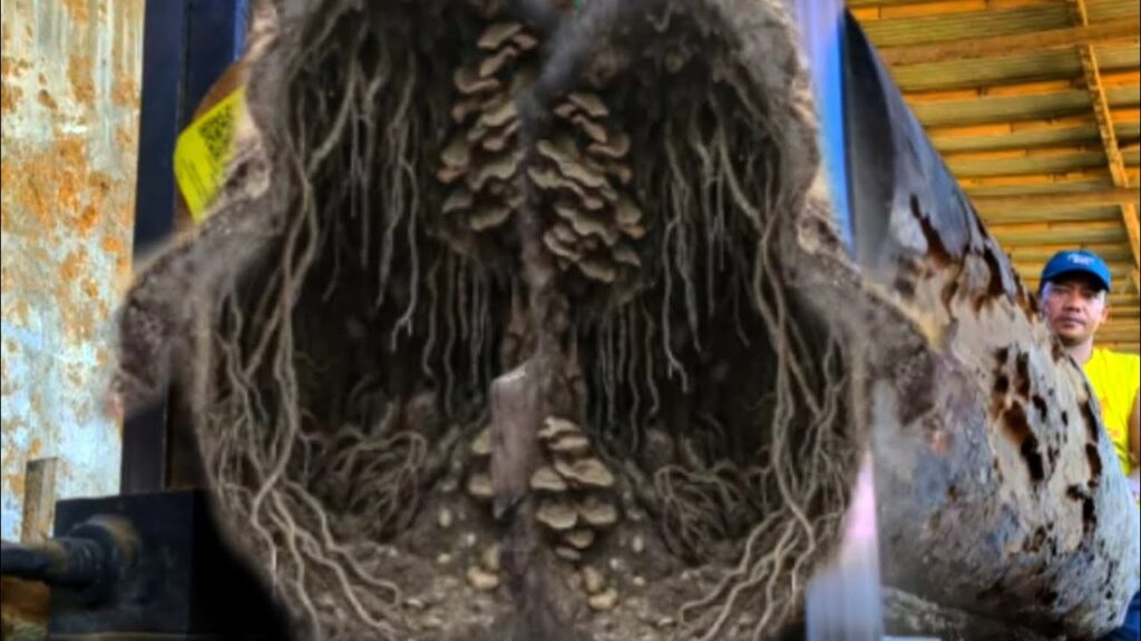 The discovery of hollow wood was full of surprises at sawmill