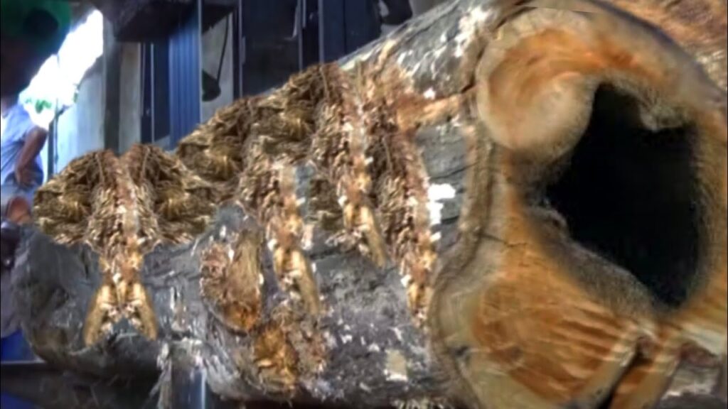 This wood processing factory goes bankrupt due to wood pollution