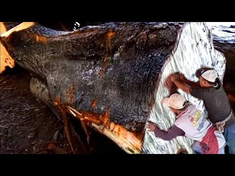 This tree sap is very valuable in the hands of the shaman sawmill