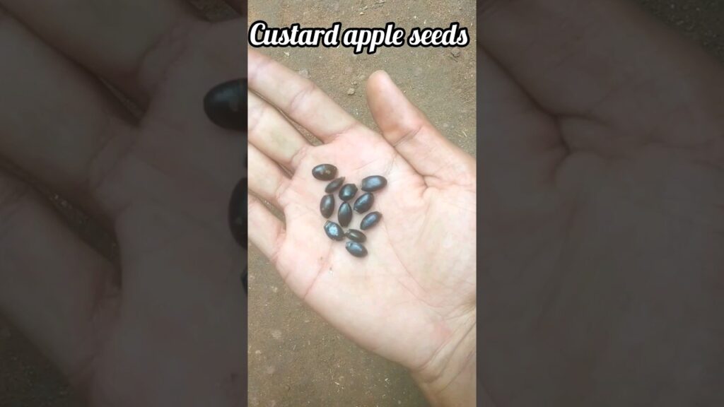 Growing custard apple from seeds 🍑!! #youtubeshorts #custardapple