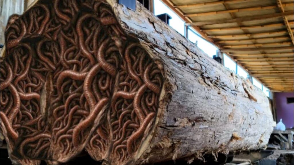 Shocking strange discovery! Rotten teak log wood shows destruction
