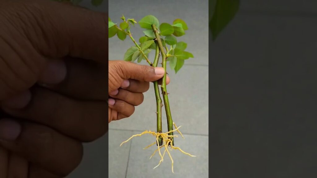This is easy way to grow roses 🌹