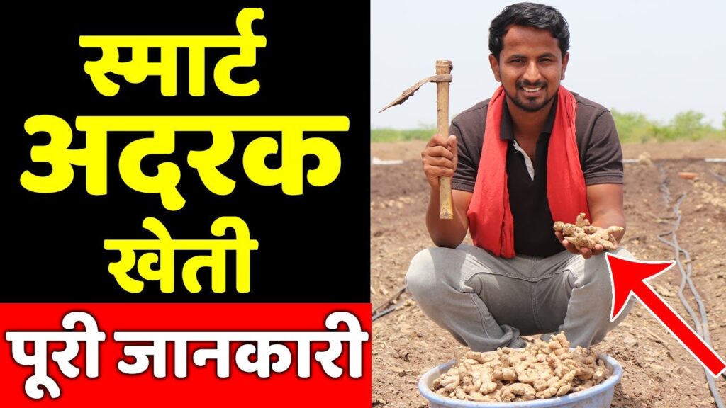 अदरक की खेती कब और कैसे की जाती है🤔ginger farming in india | ginger cultivation | indian farmer