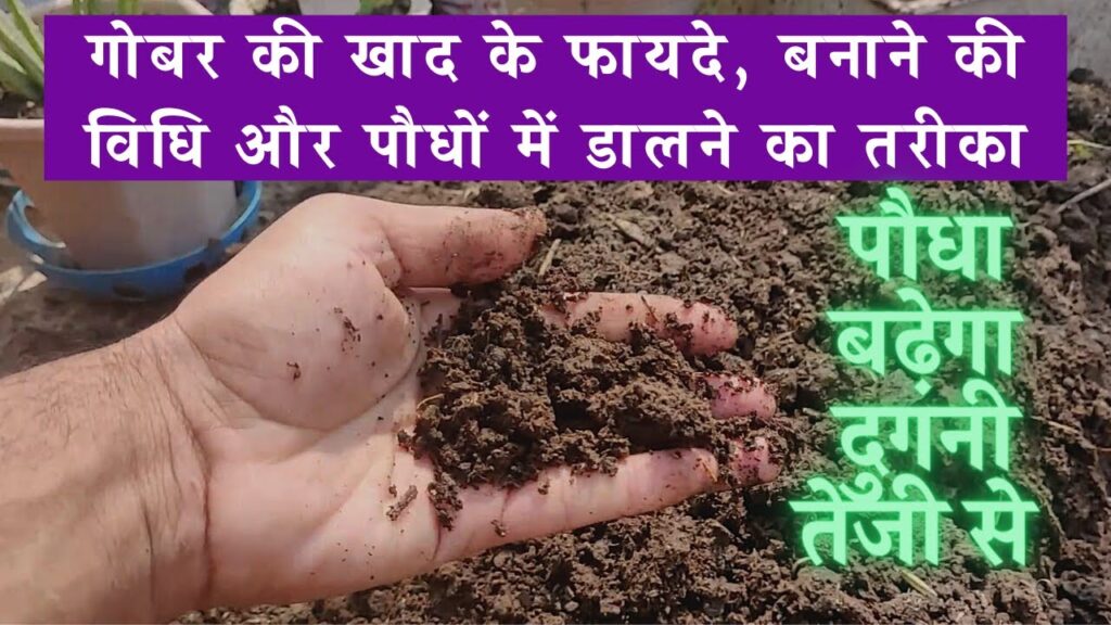 गोबर खाद को कैसे इस्तेमाल करें? , बनाने की विधि और डालने का तरीका | cow dung manure benefits in hindi