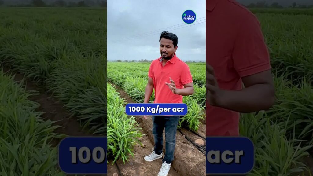 बुवाई में लगी प्रति एकड़ 1000 किलो अदरक 😱✅🔥 double drip for ginger farming #shorts #indianfarmer