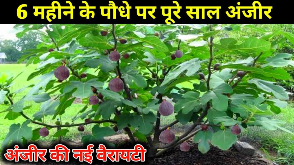 साल के 12 महीने देता है यह पेड़ अंजीर, anjeer ki kheti, fig farming, अंजीर की खेती की जानकारी
