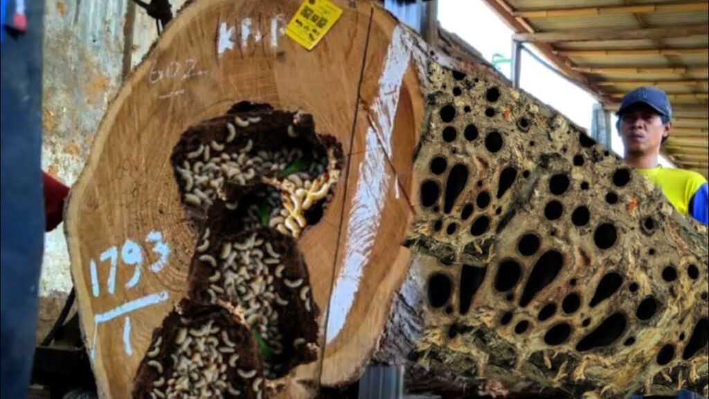 A terrifying mystery as a man sawed a large hole in a teak tree