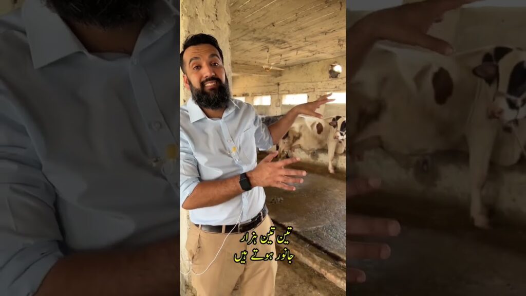 Dairy farm business in less than one minute , for my millionaires