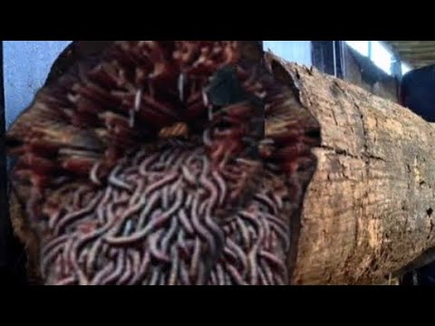 Deadly incident || almost stricken a wood cutting worker at sawmill