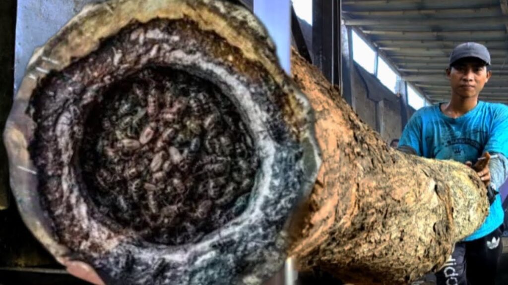 Dramatic process of converting beautiful large logs into plank at sawmill