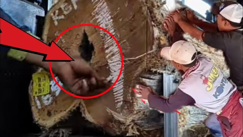 Massive attack on terrifying old wood at sawmill!