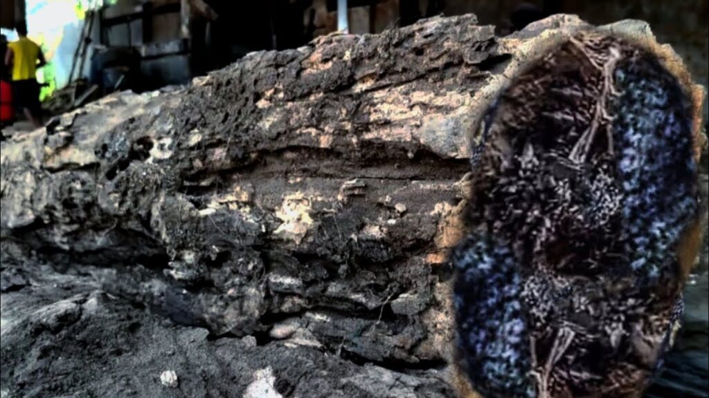 Minister of finance purbaya offers 2 billion rupiah for rare wood at sawmill