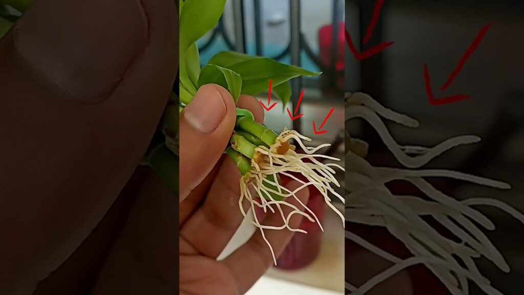 Propagate lucky bamboo 2x faster