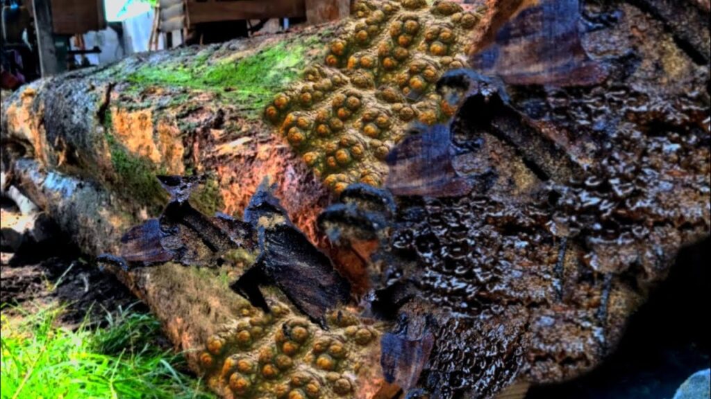 Scary, sawmills are panicked!! Thousand animals in teak wood popping up