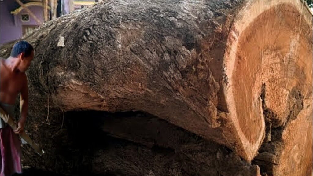 Scary, woodworking shocked!! Sawing teak wood for door at sawmill