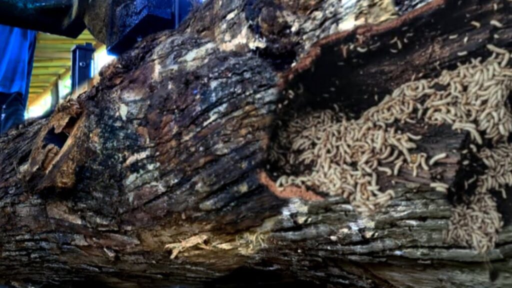 Shock,circular black shadow!! Brutal attack during teak wood sawmill || woodworking