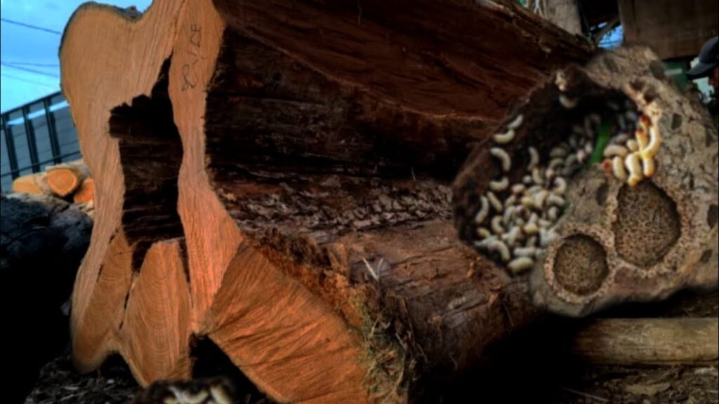 Shock,tragedy of 10 years ago happened again, see what happen when sawing large teak tree