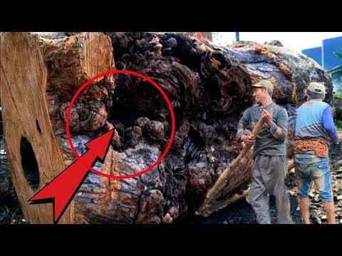 The killer animal they found in the middle of the wood, only they were able to cut it