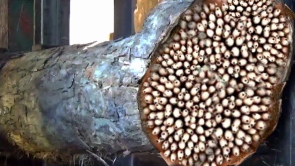 This is wood worth 1 billion in the hands foreign sawmills