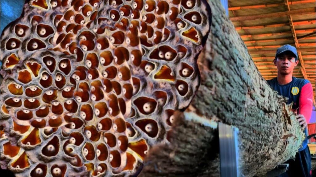 Unexpected scene while sawing mysterious wood at sawmill