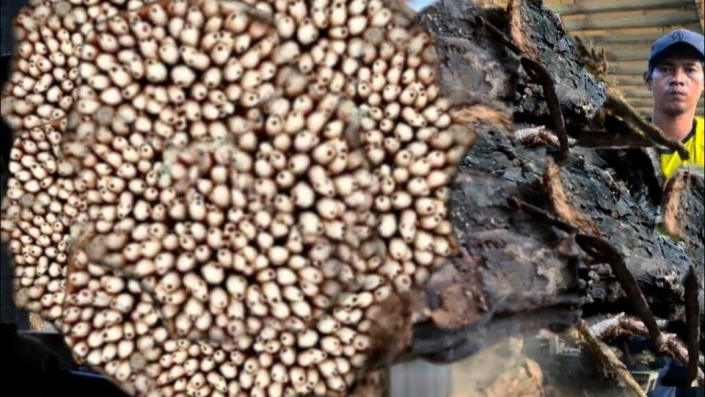 Unexpected things is hidden in ancient wood 110 year old!