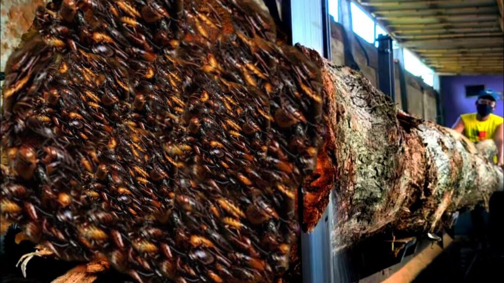 Horrifying at 261 second sawing a log full of crust at a sawmill