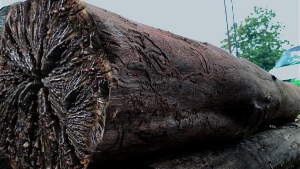 Unexpected discovery in wood when sawing special teak log